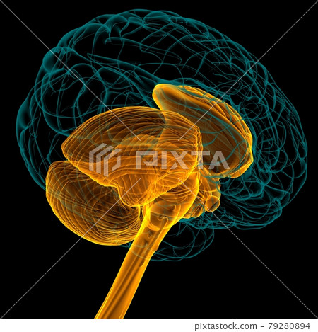 Human Brain inner parts Anatomy For Medical Concept 3D Rendering Human Brain inner parts Anatomy For Medical Concept 3D Rendering 79280894