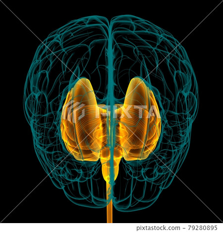 Human Brain inner parts Anatomy For Medical Concept 3D Rendering 79280895