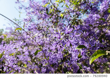 Purple Wreath flowers 79280940