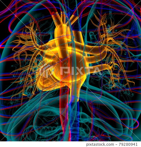 Human Heart Anatomy For Medical Concept 3D Rendering 79280941