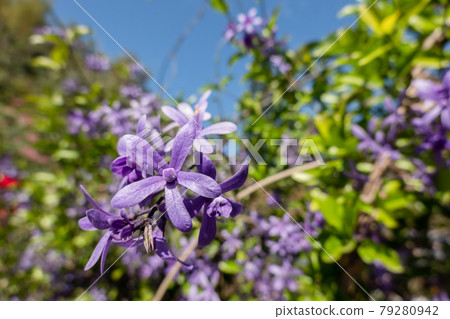 Purple Wreath flowers Purple Wreath flowers 79280942