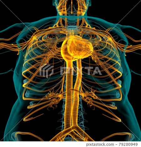 Human Heart With Circulatory System Anatomy For Medical Concept 3D Human Heart With Circulatory System Anatomy For Medical Concept 3D 79280949