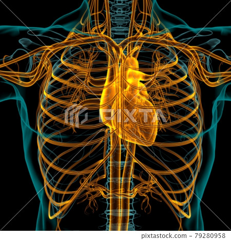 Human Heart With Circulatory System Anatomy For Medical Concept 3D Human Heart With Circulatory System Anatomy For Medical Concept 3D 79280958