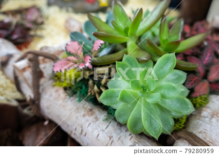 various fresh cactus various fresh cactus 79280959