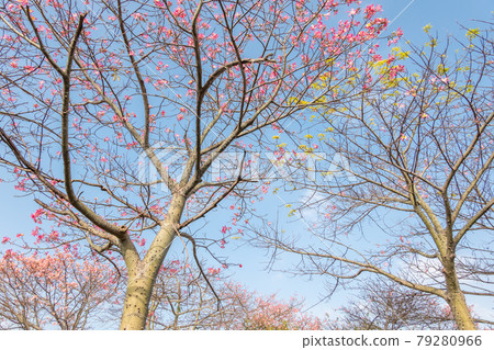 pink silk floss tree flowers 79280966