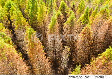 drone view of yellow larch tree 79280968