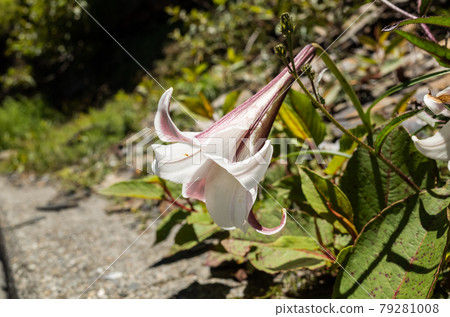 Taiwan Lily living at Hehuan Mountain 79281008