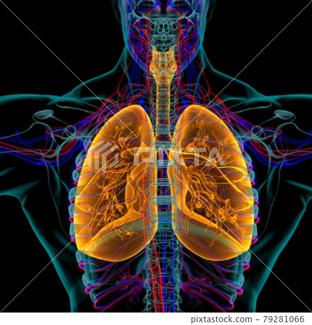 Lungs Human Respiratory System Anatomy For Medical Concept 3D Rendering Lungs Human Respiratory System Anatomy For Medical Concept 3D Rendering 79281066