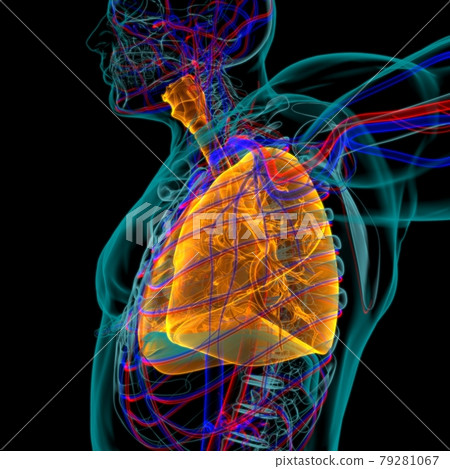 Lungs Human Respiratory System Anatomy For Medical Concept 3D Lungs Human Respiratory System Anatomy For Medical Concept 3D 79281067