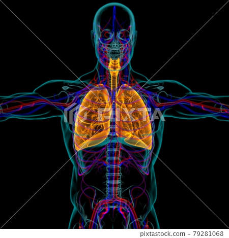 Lungs Human Respiratory System Anatomy For Medical Concept 3D Lungs Human Respiratory System Anatomy For Medical Concept 3D 79281068
