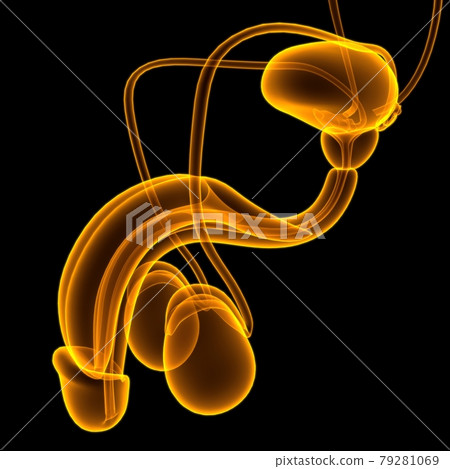 Male Reproductive System Anatomy For Medical Concept 3D Rendering Male Reproductive System Anatomy For Medical Concept 3D Rendering 79281069