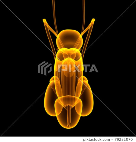 Male Reproductive System Anatomy For Medical Concept 3D Rendering Male Reproductive System Anatomy For Medical Concept 3D Rendering 79281070