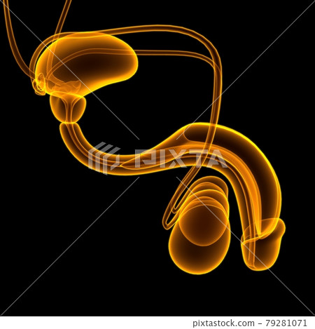 Male Reproductive System Anatomy For Medical Concept 3D Rendering Male Reproductive System Anatomy For Medical Concept 3D Rendering 79281071