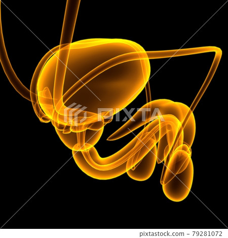 Male Reproductive System Anatomy For Medical Concept 3D Rendering Male Reproductive System Anatomy For Medical Concept 3D Rendering 79281072