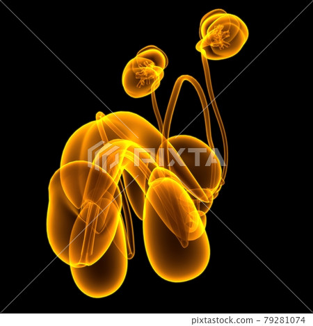 Male Reproductive System Anatomy For Medical Concept 3D Rendering Male Reproductive System Anatomy For Medical Concept 3D Rendering 79281074