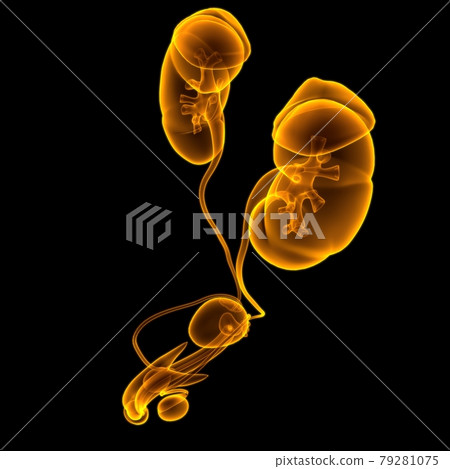 Male Reproductive System Anatomy For Medical Concept 3D Rendering Male Reproductive System Anatomy For Medical Concept 3D Rendering 79281075