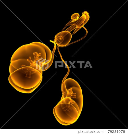 Male Reproductive System Anatomy For Medical Concept 3D Rendering Male Reproductive System Anatomy For Medical Concept 3D Rendering 79281076