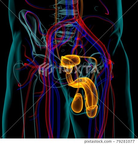 Male Reproductive System Anatomy For Medical Concept 3D Rendering Male Reproductive System Anatomy For Medical Concept 3D Rendering 79281077