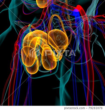 Male Reproductive System Anatomy For Medical Concept 3D Rendering Male Reproductive System Anatomy For Medical Concept 3D Rendering 79281078