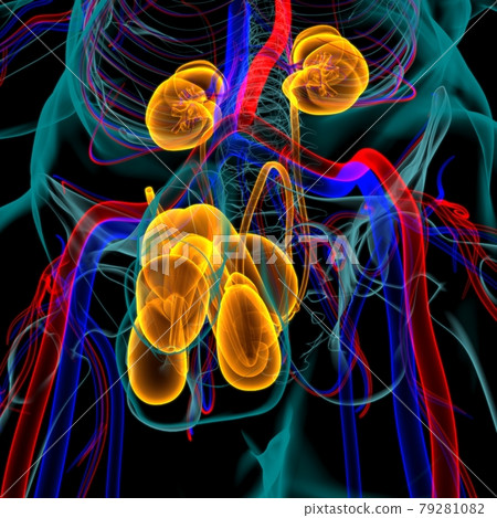 Male Reproductive System Anatomy For Medical Concept 3D Male Reproductive System Anatomy For Medical Concept 3D 79281082