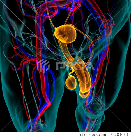 Male Reproductive System Anatomy For Medical Concept 3D Male Reproductive System Anatomy For Medical Concept 3D 79281083