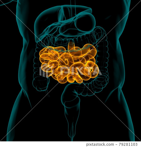 Small Intestine 3D Illustration Human Digestive System Anatomy 79281103