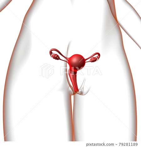 Female Reproductive System Anatomy For Medical Concept 3D 79281189