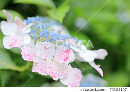 Hydrangea garden in full bloom of the citizens' forest 79281197