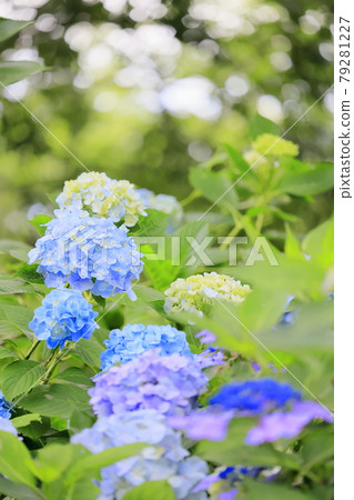 Hydrangea garden in full bloom of the citizens' forest Hydrangea garden in full bloom of the citizens' forest 79281227
