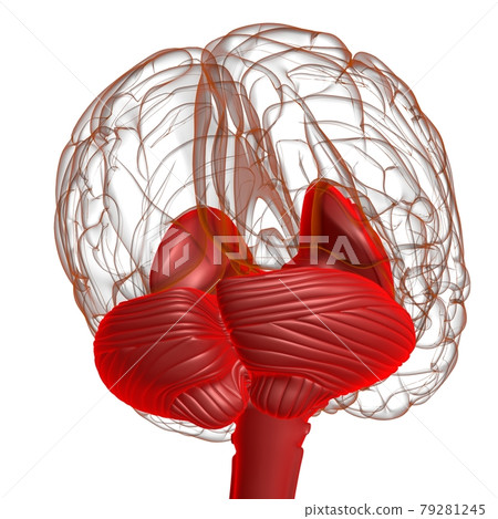 Human Brain inner parts Anatomy For Medical Concept 3D Illustration Human Brain inner parts Anatomy For Medical Concept 3D Illustration 79281245