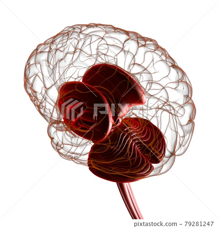 Human Brain inner parts Anatomy For Medical Concept 3D Illustration Human Brain inner parts Anatomy For Medical Concept 3D Illustration 79281247
