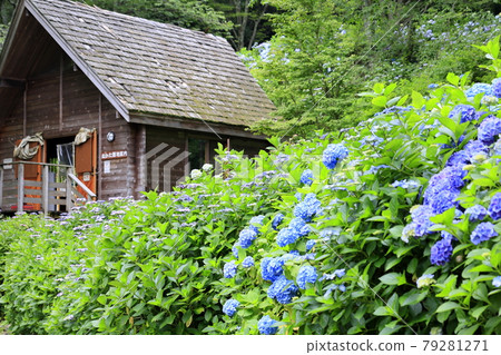 Hydrangea garden in full bloom of the citizens' forest Hydrangea garden in full bloom of the citizens' forest 79281271