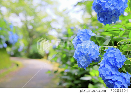 Hydrangea garden in full bloom of the citizens' forest 79281304