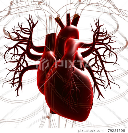 Human Heart Anatomy For Medical Concept 3D Rendering 79281306