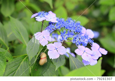 Hydrangea garden in full bloom of the citizens' forest 79281307
