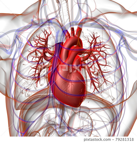Human Heart Anatomy For Medical Concept 3D Rendering Human Heart Anatomy For Medical Concept 3D Rendering 79281318