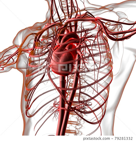 Human Heart With Circulatory System Anatomy For Medical Concept 3D Rendering Human Heart With Circulatory System Anatomy For Medical Concept 3D Rendering 79281332