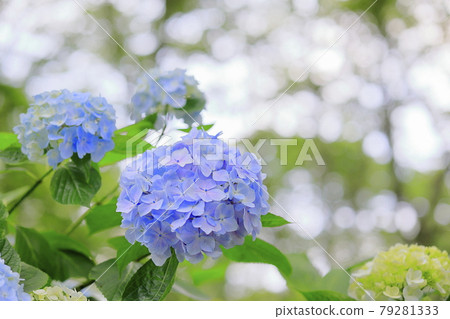 Hydrangea garden in full bloom of the citizens' forest Hydrangea garden in full bloom of the citizens' forest 79281333