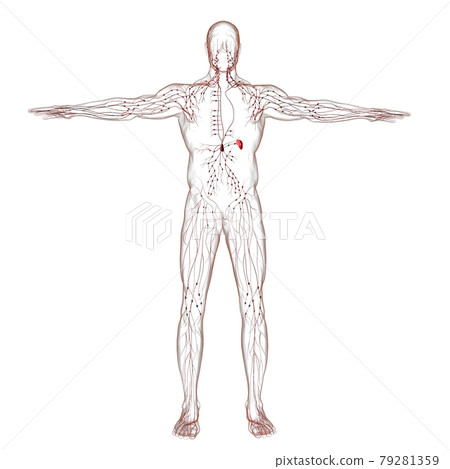 Human Lymph Nodes Anatomy For Medical Concept 3D Rendering Human Lymph Nodes Anatomy For Medical Concept 3D Rendering 79281359