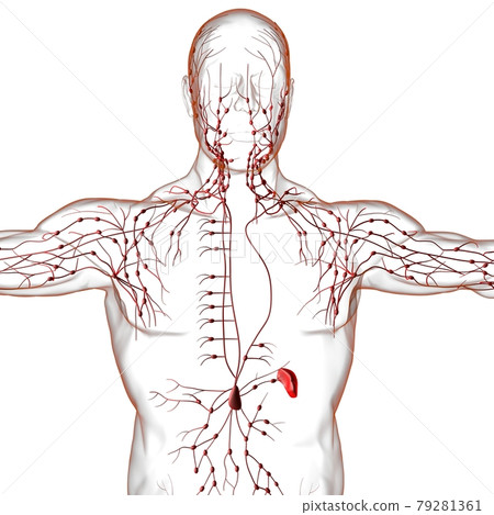 Human Lymph Nodes Anatomy For Medical Concept 3D Rendering 79281361