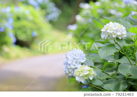 繡球花園盛開，市民的森林 79281463