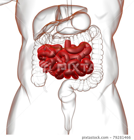Small Intestine 3D Illustration Human Digestive System Anatomy 79281466