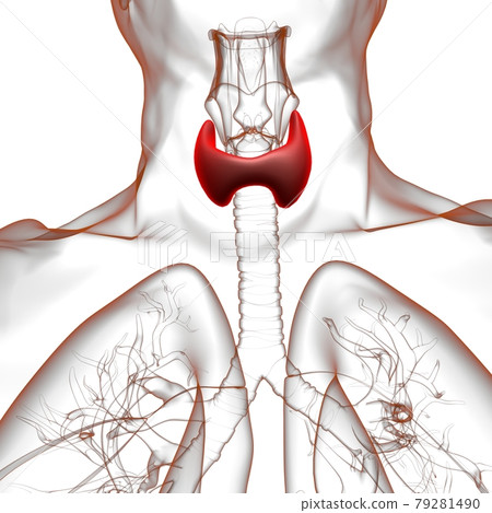 Thyroid Gland Anatomy For Medical Concept 3D 79281490