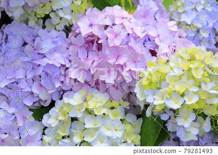 Hydrangea garden in full bloom of the citizens' forest Hydrangea garden in full bloom of the citizens' forest 79281493