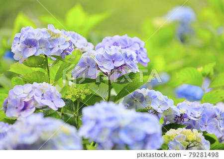 Hydrangea garden in full bloom of the citizens' forest Hydrangea garden in full bloom of the citizens' forest 79281498