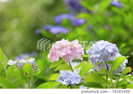 Hydrangea garden in full bloom of the citizens' forest Hydrangea garden in full bloom of the citizens' forest 79281499
