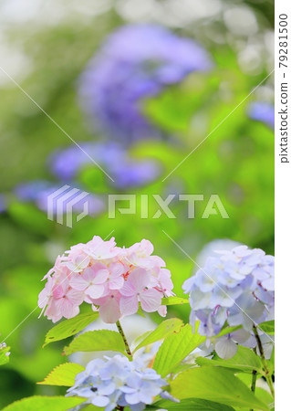 Hydrangea garden in full bloom of the citizens' forest Hydrangea garden in full bloom of the citizens' forest 79281500
