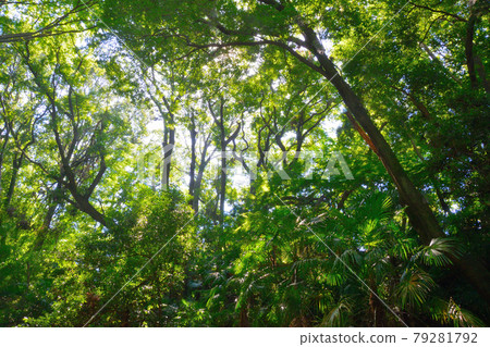 Todoroki Valley / Forest Bath / Tokyo / Date / Outdoor / Sightseeing / Walking 79281792