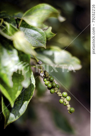 peppercorn pod growing in organic pepper farm in kampot cambodia peppercorn pod growing in organic pepper farm in kampot cambodia 79282216