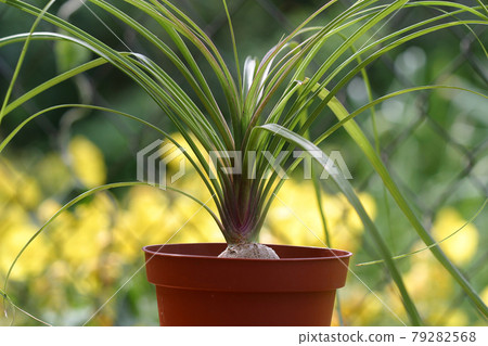 Nolina or Pony-tail palm. Indoor plants outdoors outside 79282568